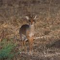 096 Tanzania, N-Serengeti, dik dik